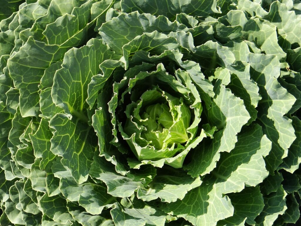 kale Leaf